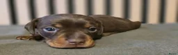 Miniature Dachshund dogs for sale: Pedigree miniature Dachshund baby girls - Advert 12