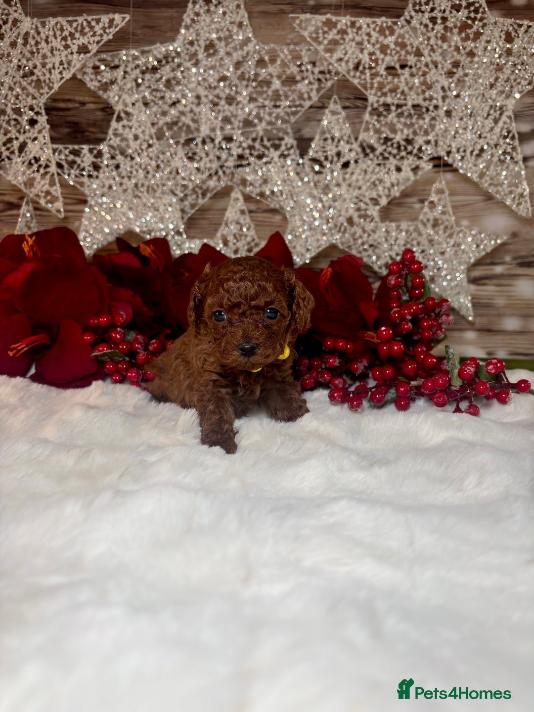 Toy Poodle dogs for sale: Outstanding toy/asain Poodles.  - Advert 8