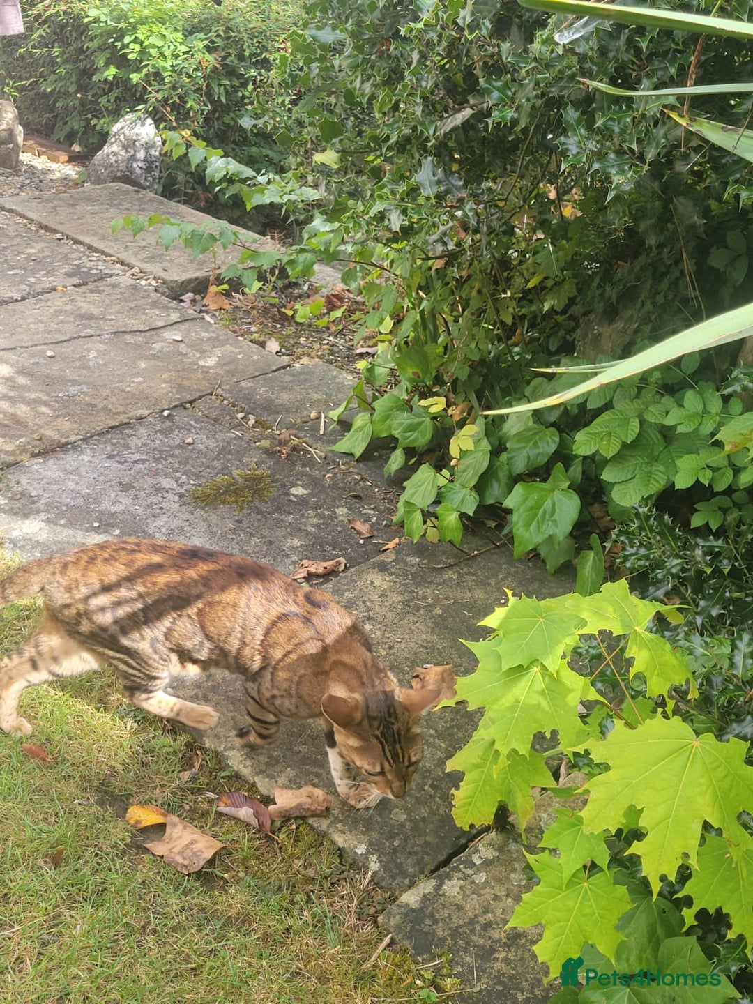 Bengal cats for sale: Bengal male cat for sale - Image 3