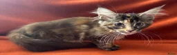 Maine Coon cats for sale: ONLY 2 LEFT GCCF PEDIGREE MAINECOON KITTENS - Advert 8