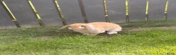 Mini Lop rabbits for sale: Beautiful Mini Lop Rabbit Looking to be re-homed. in Ashington - Advert 2