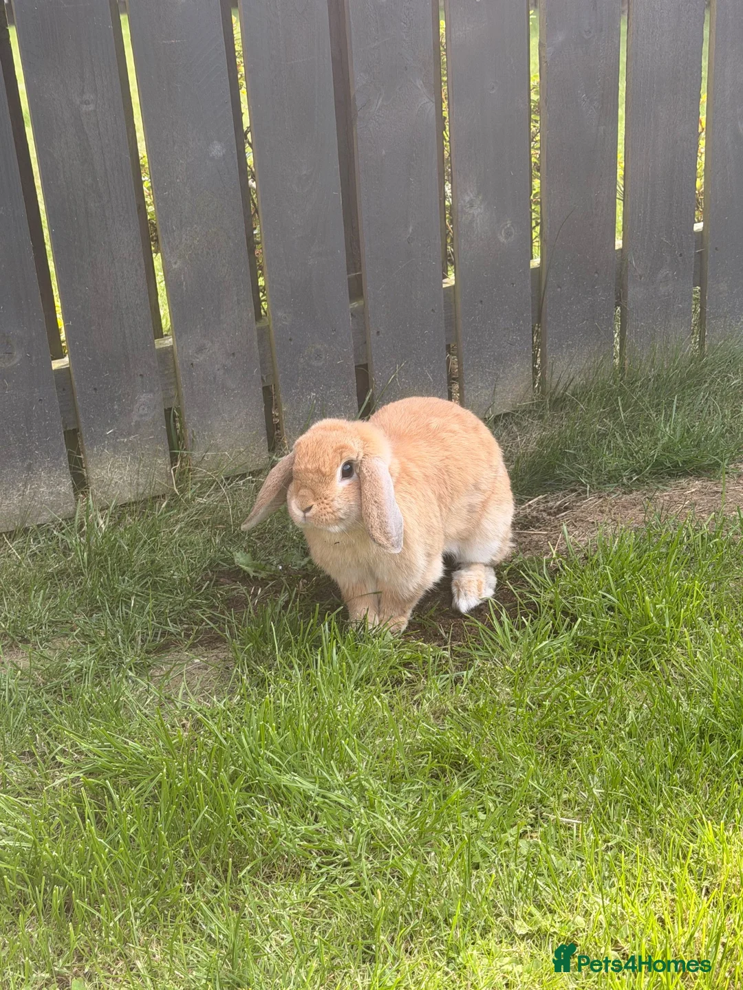 Mini Lop rabbits for sale: Beautiful Mini Lop Rabbit Looking to be re-homed. in Ashington - Advert 2