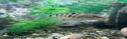 Cichlids fish for sale: Polar parrots - Advert 1