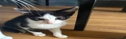 Mixed Breed cats for sale: Little ones are looking for loving home - Advert 5