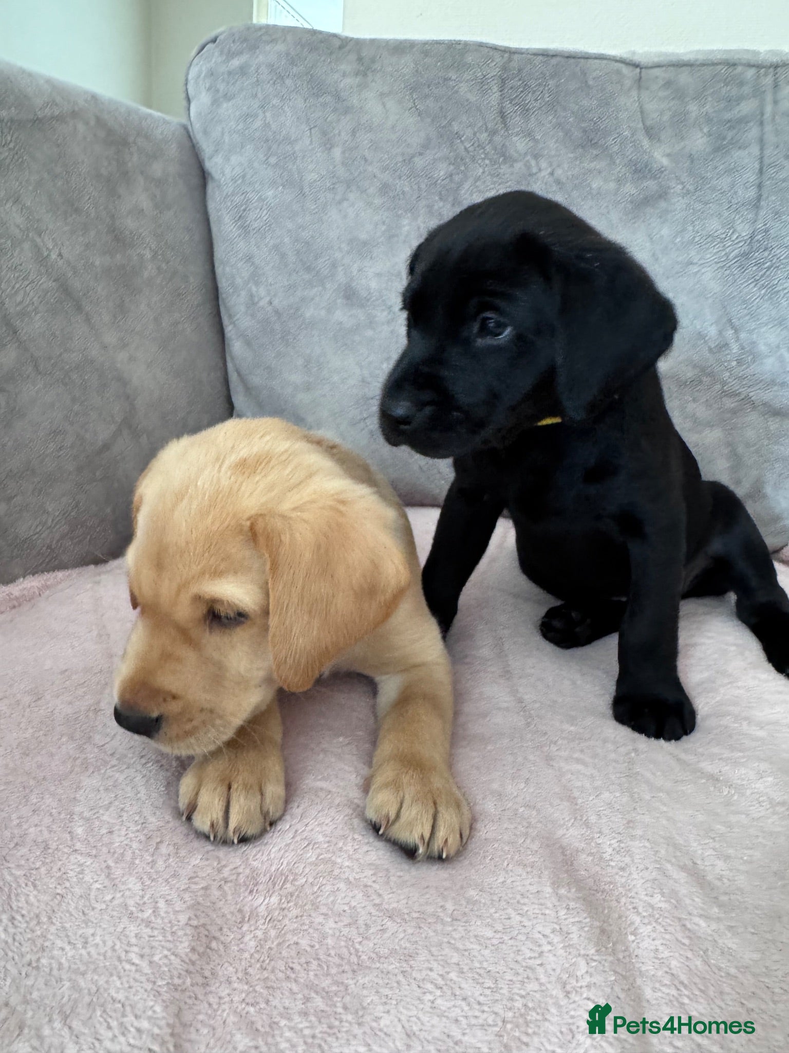 Labrador Retriever dogs Labrador puppies for sale. 5 black & 5 golden.  - Advert 2