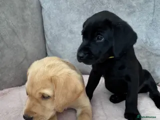 Labrador Retriever dogs Labrador puppies for sale. 5 black & 5 golden. - Advert 2
