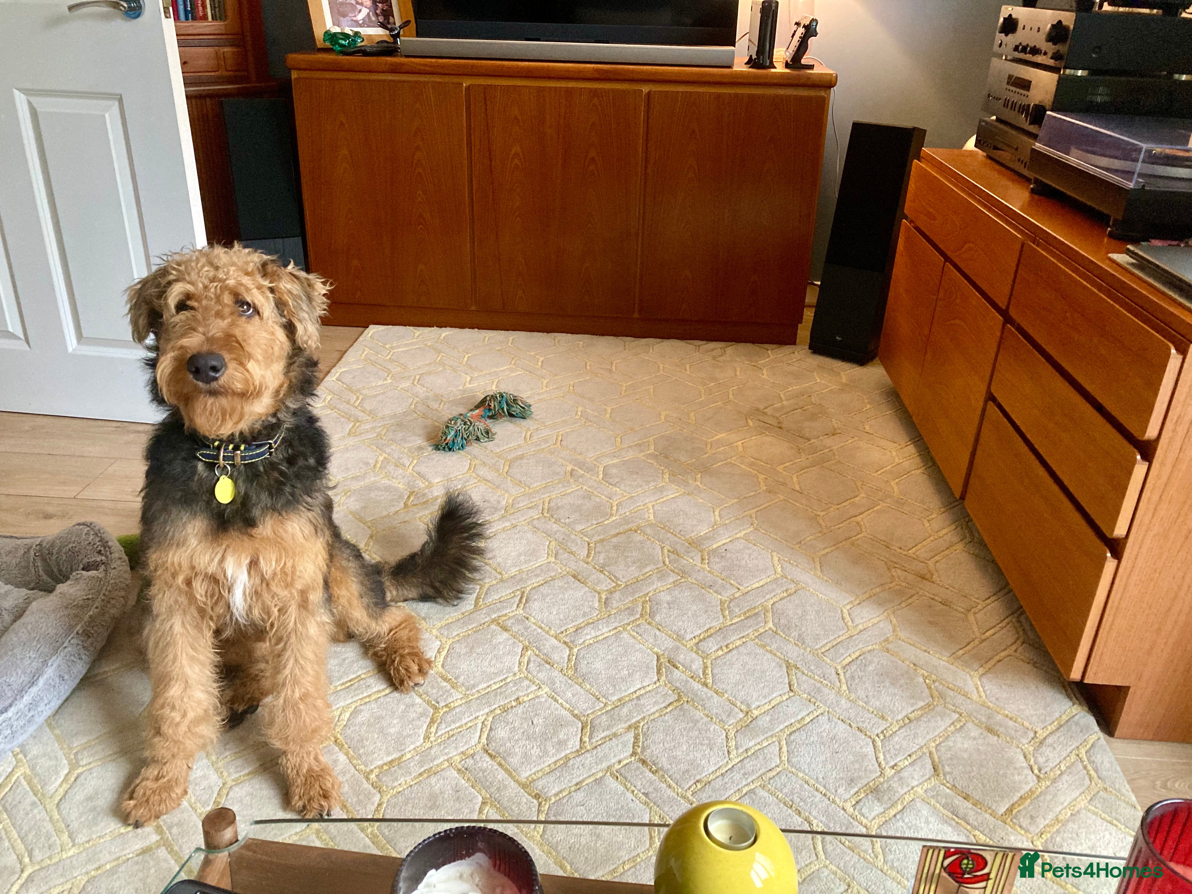 Airedale Terrier dogs Beautiful KC Reg Airedale Terrier Boy 8 Months Old - Advert 1