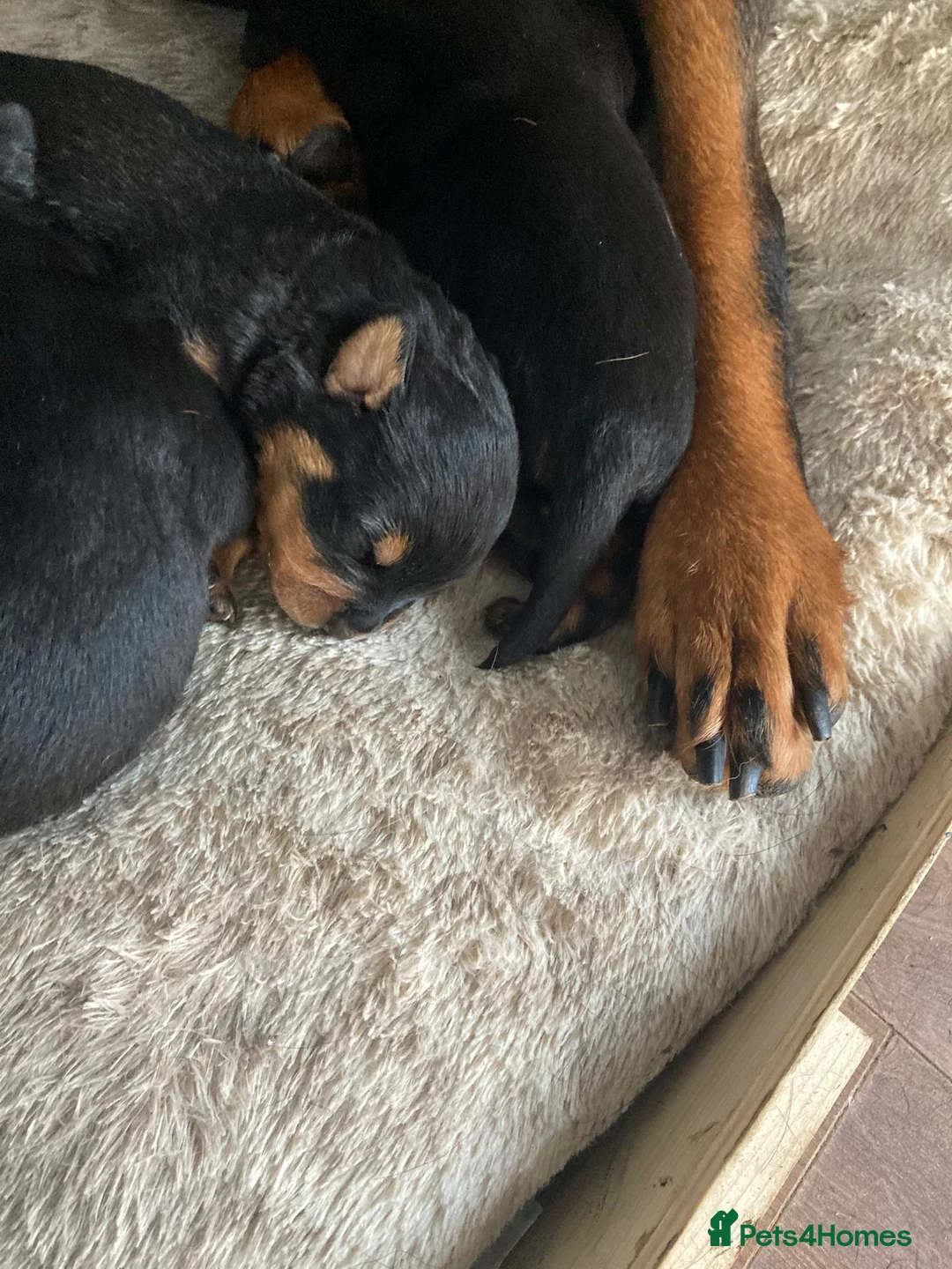 Rottweiler dogs for sale: Chunky Rottweiler puppies  - Advert 17