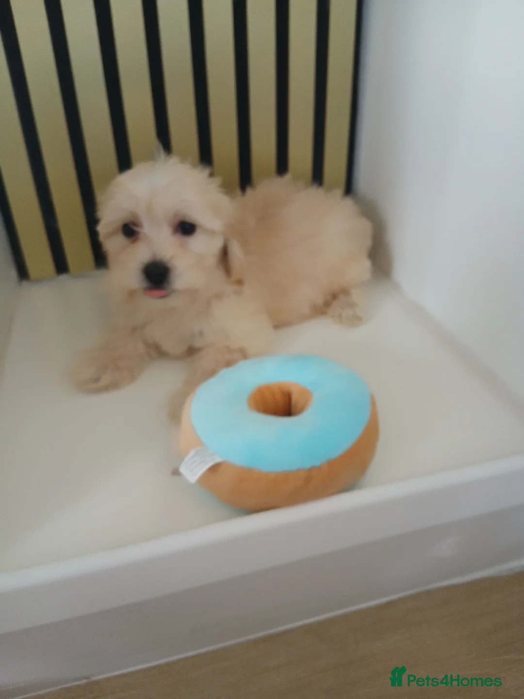 Maltipoo dogs for sale:  Maltipoo puppies ready to go in Doncaster - Advert 14