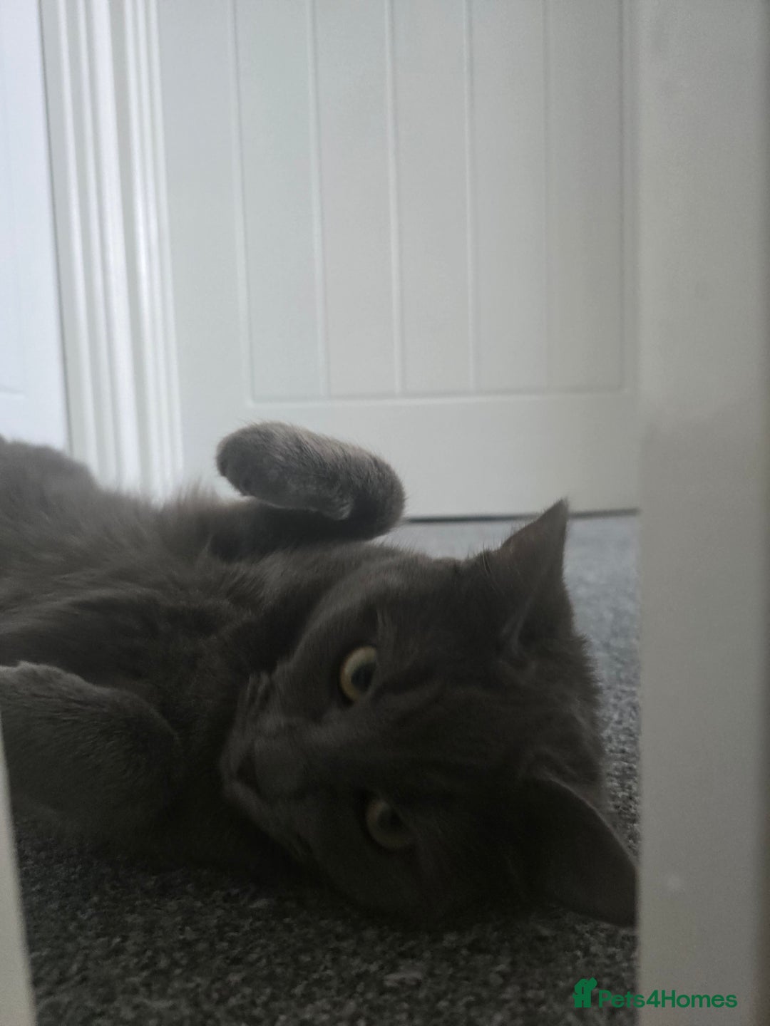 Russian Blue cats for sale: A female grey cat for sale - Image 5