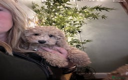 Mixed Breed dogs for sale: GORGEOUS TEDDY SMALL MINIATURE POODLE BOY  - Advert 7