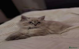 Mixed Breed cats for sale: Female ragdoll x maincoon - Image 3