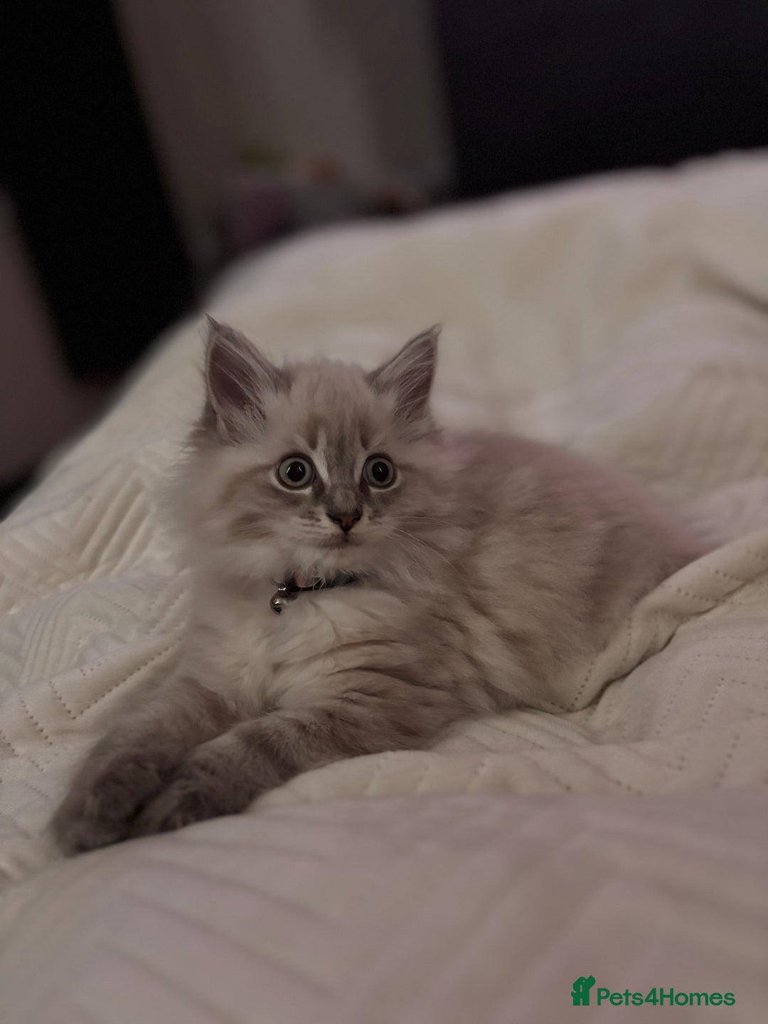 Mixed Breed cats for sale: Female ragdoll x maincoon - Image 3