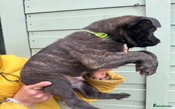 Mixed Breed dogs for sale: Only 1 females left! Stunning bullherder pups  - Advert 8