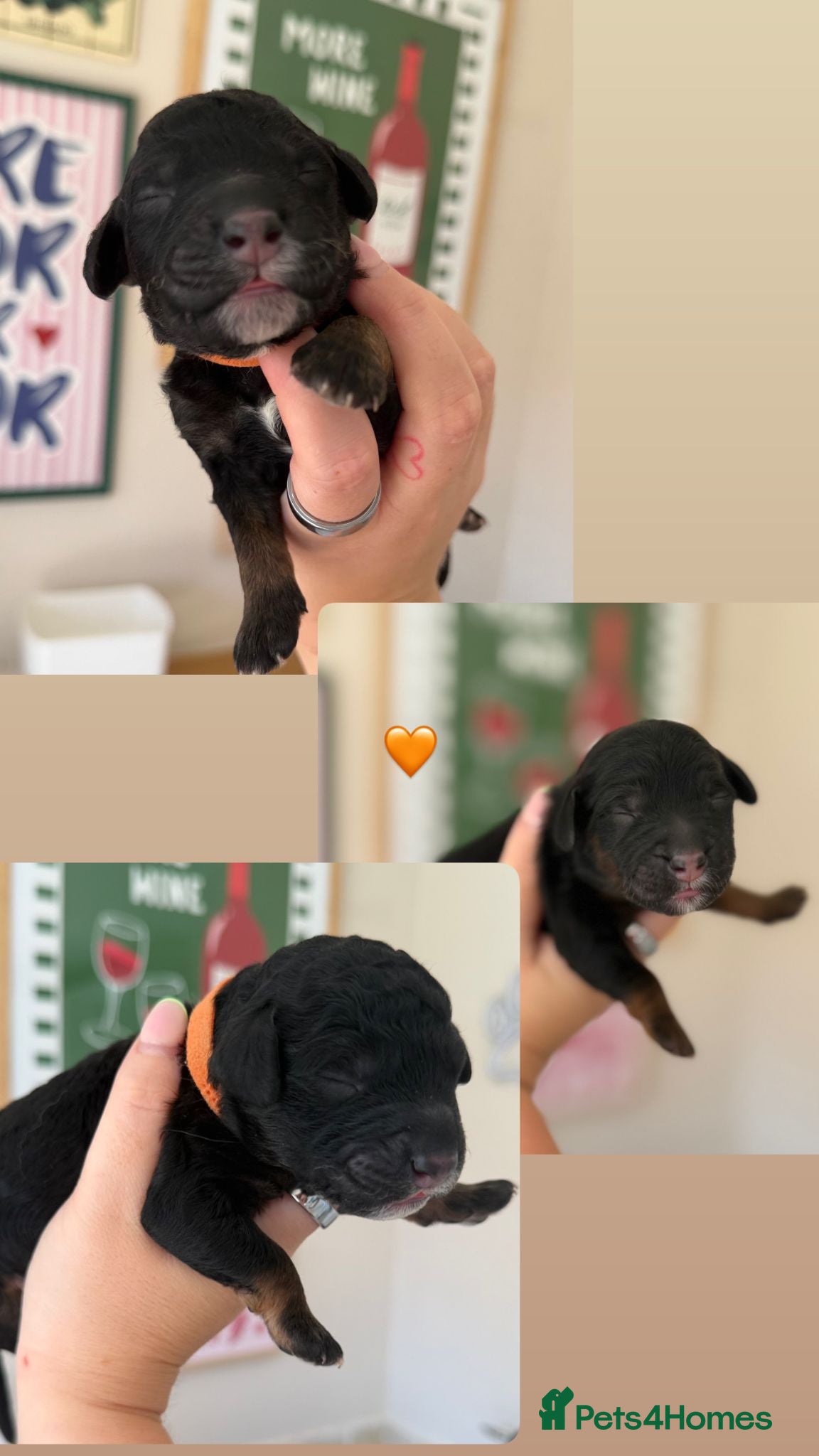 Mini Goldendoodle dogs F1b Mini Goldendoodle Puppies. Ready to Reserve 🤍 - Advert 2