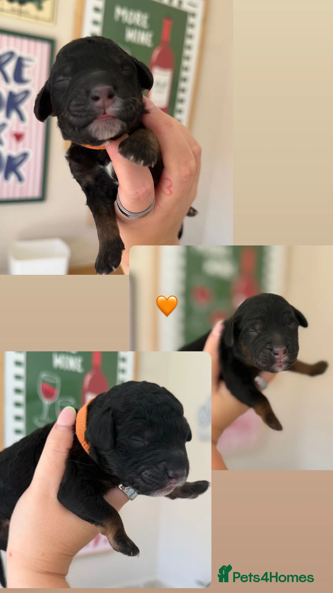 Mini Goldendoodle dogs for sale: F1b Mini Goldendoodle Puppies. Ready to Reserve 🤍 - Advert 2