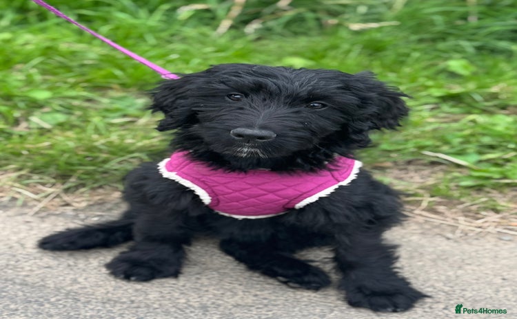 Goldendoodle dogs - Advert 1