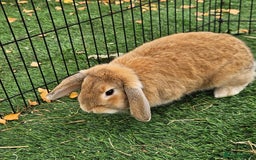 Mini Lop rabbits for sale: 💫💫💖Mini lop SOLD - Advert 3