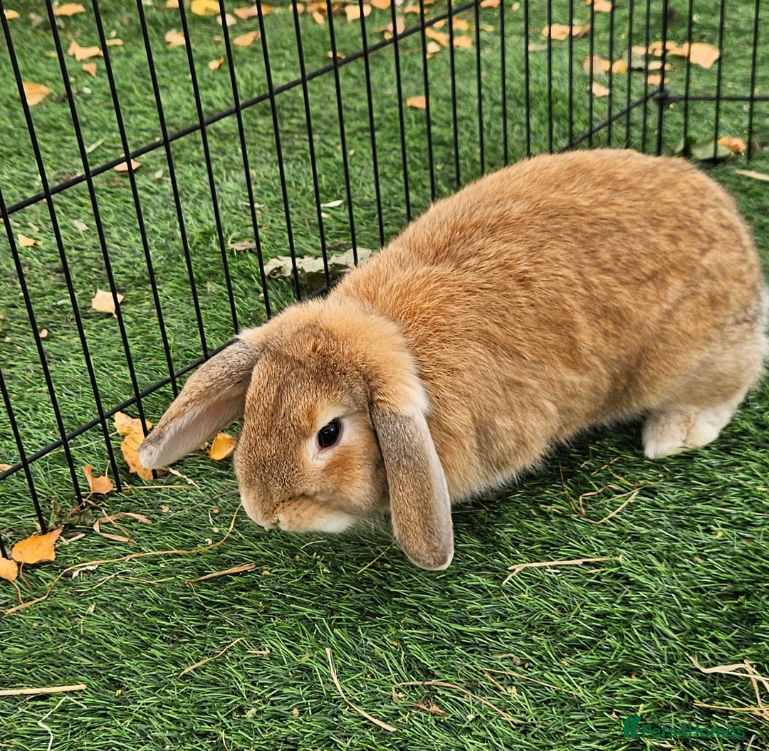 Mini Lop rabbits for sale: 💫💫💖Mini lop SOLD - Advert 3