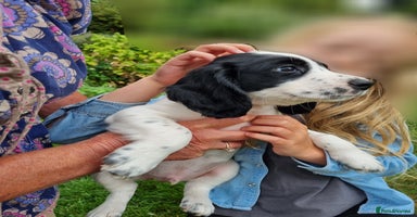 Cocker Spaniel dogs - Advert 11