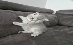 British Shorthair cats for sale: Rare GCCF Registered British Shorthair Kittens  - Image 15