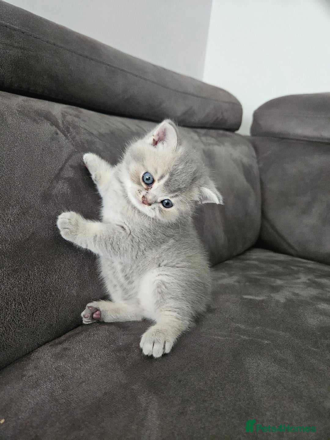 British Shorthair cats for sale: Rare GCCF Registered British Shorthair Kittens  - Image 15