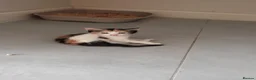 Mixed Breed cats for sale: Beautiful kittens  - Advert 7