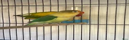 Lovebirds birds for sale: Two lovebirds for sale £120 for both - Advert 4