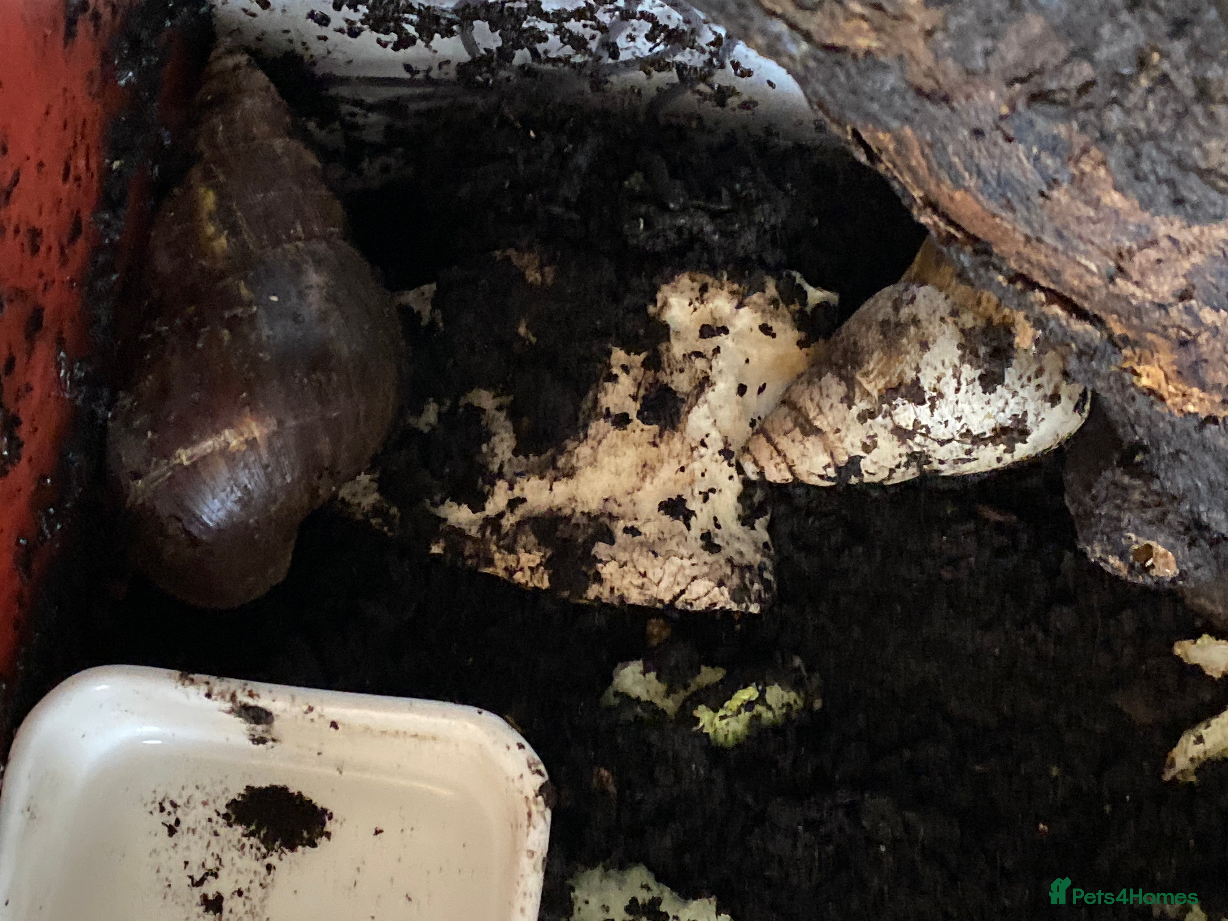 Snails invertebrates African land snails in Exmouth - Advert 4