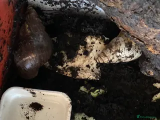 Snails invertebrates African land snails in Exmouth - Advert 4