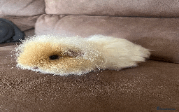 Guinea Pig rodents for sale: TWO FEMALE GUINEA PIGS FOR SALE - Image 7