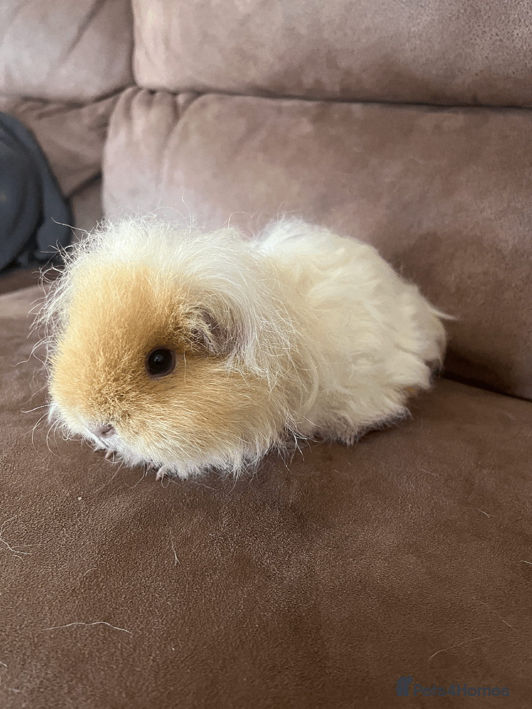 Guinea Pig rodents for sale: TWO FEMALE GUINEA PIGS FOR SALE - Image 7
