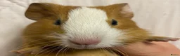 Guinea Pig rodents for sale: Baby Female Guinea Pigs For Sale  - Advert 4