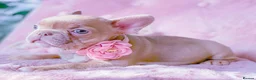 French Bulldog dogs for sale: 🧸LILAC PUPPIES🧸 - Advert 9