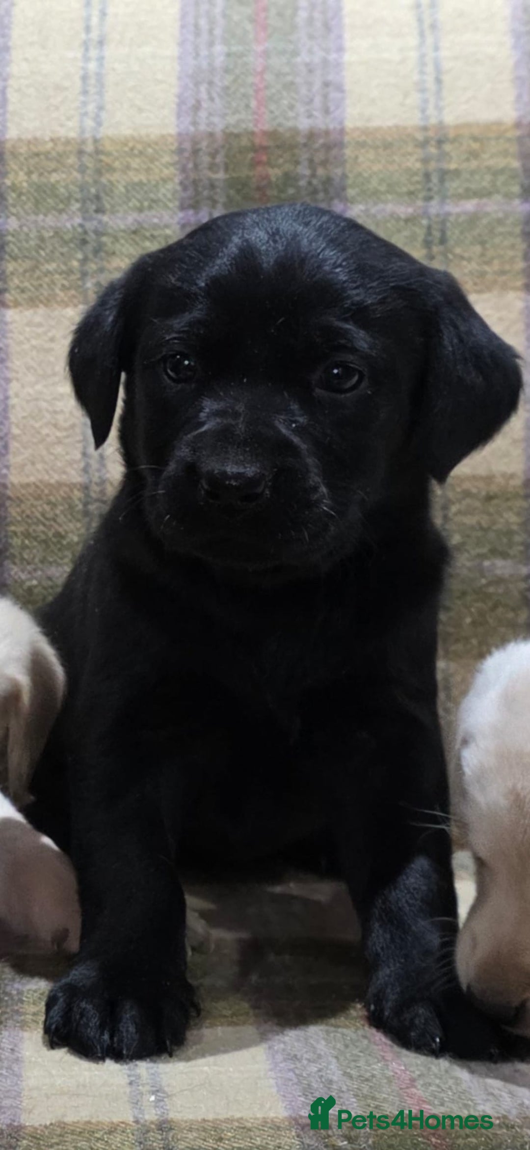 Labrador Retriever dogs for sale: Labrador puppies gold and black boys and girls  - Advert 3