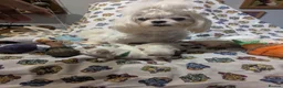 Maltese dogs for sale: Stunning Maltese puppies - Advert 9