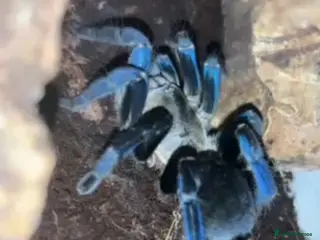 Tarantulas invertebrates Tarantulas For Sale - Advert 1