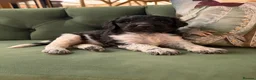 Bernedoodle dogs for sale: F1b Bernedoodle  - Advert 15
