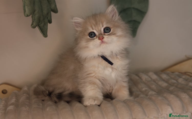 British Longhair cats - Advert 6