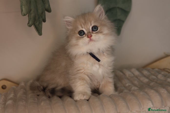 British Longhair cats - Advert 5