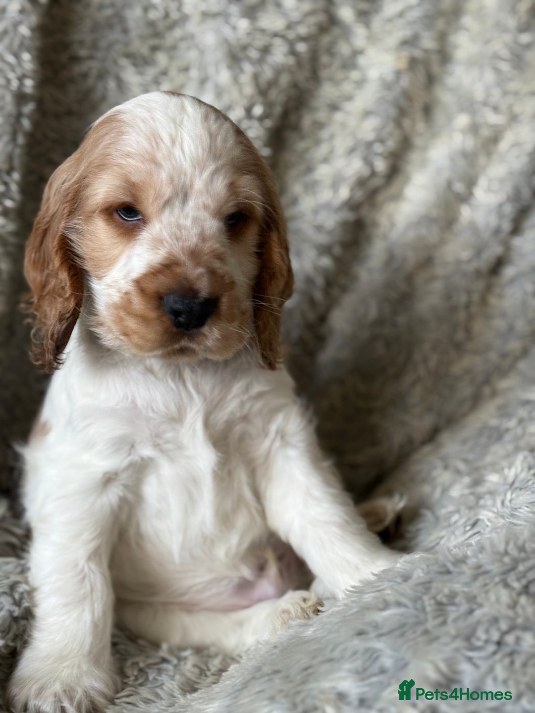 Cocker Spaniel dogs for sale: 2 orange roan cocker spaniels  - Advert 7