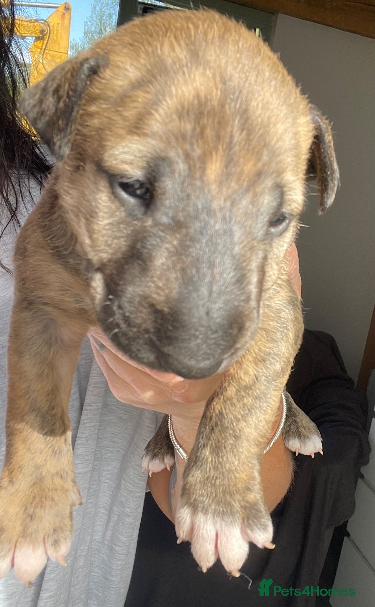 English Bull Terrier dogs for sale: *One Left* KC Reg English Bull Terrier Pups  - Advert 19