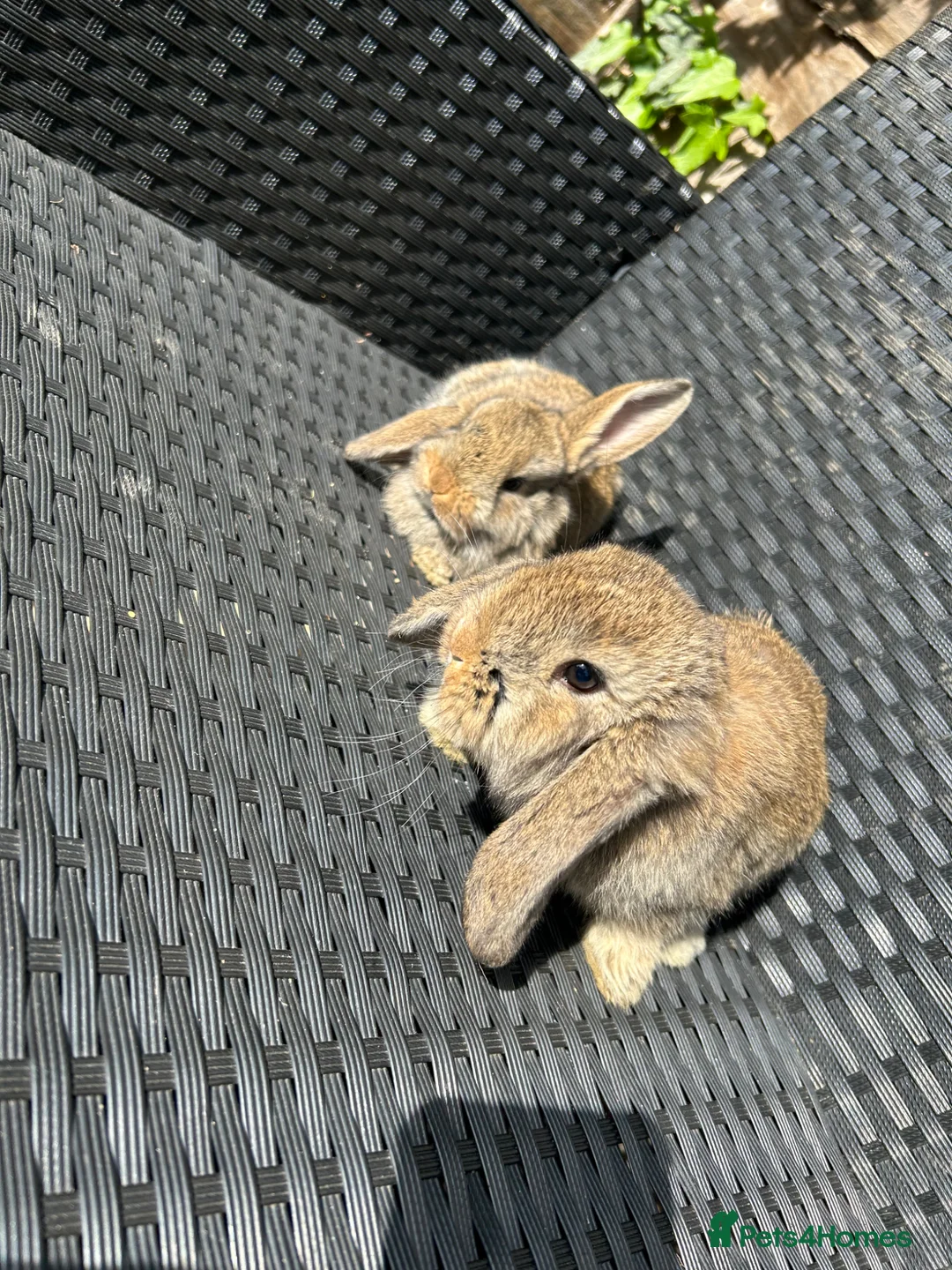 French Lop rabbits for sale: Baby rabbits  in Doncaster - Advert 1