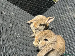 French Lop rabbits Baby rabbits - Advert 8