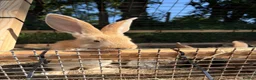 Continental Giant rabbits for sale: Lovely continental giant babies  - Advert 5