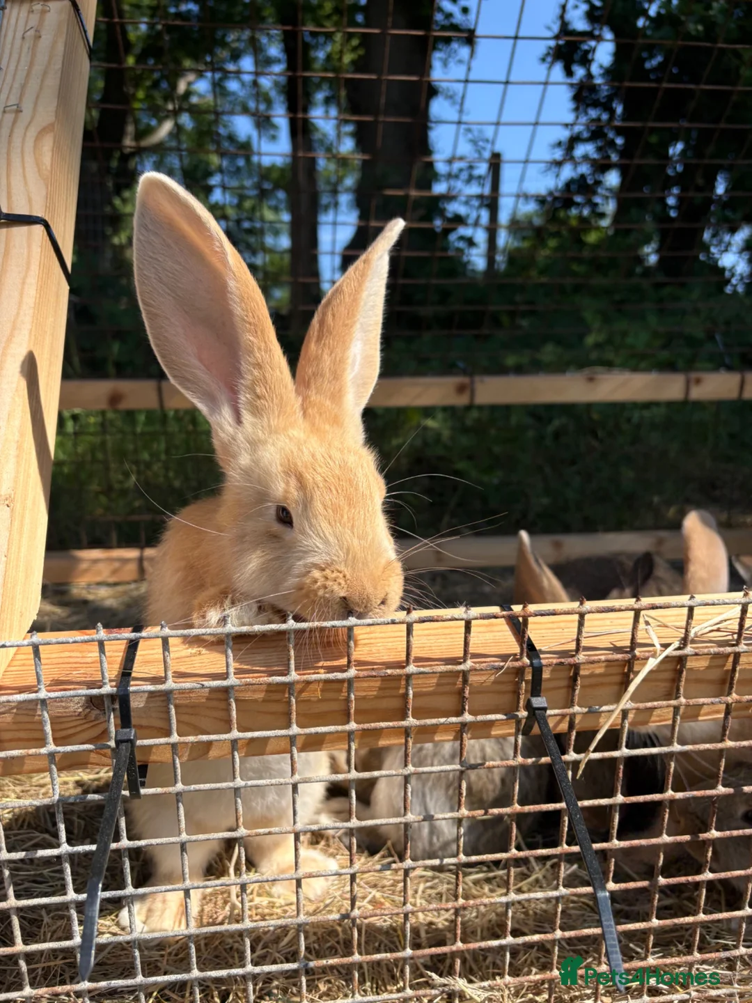 Continental Giant rabbits for sale: Lovely continental giant babies  - Advert 5