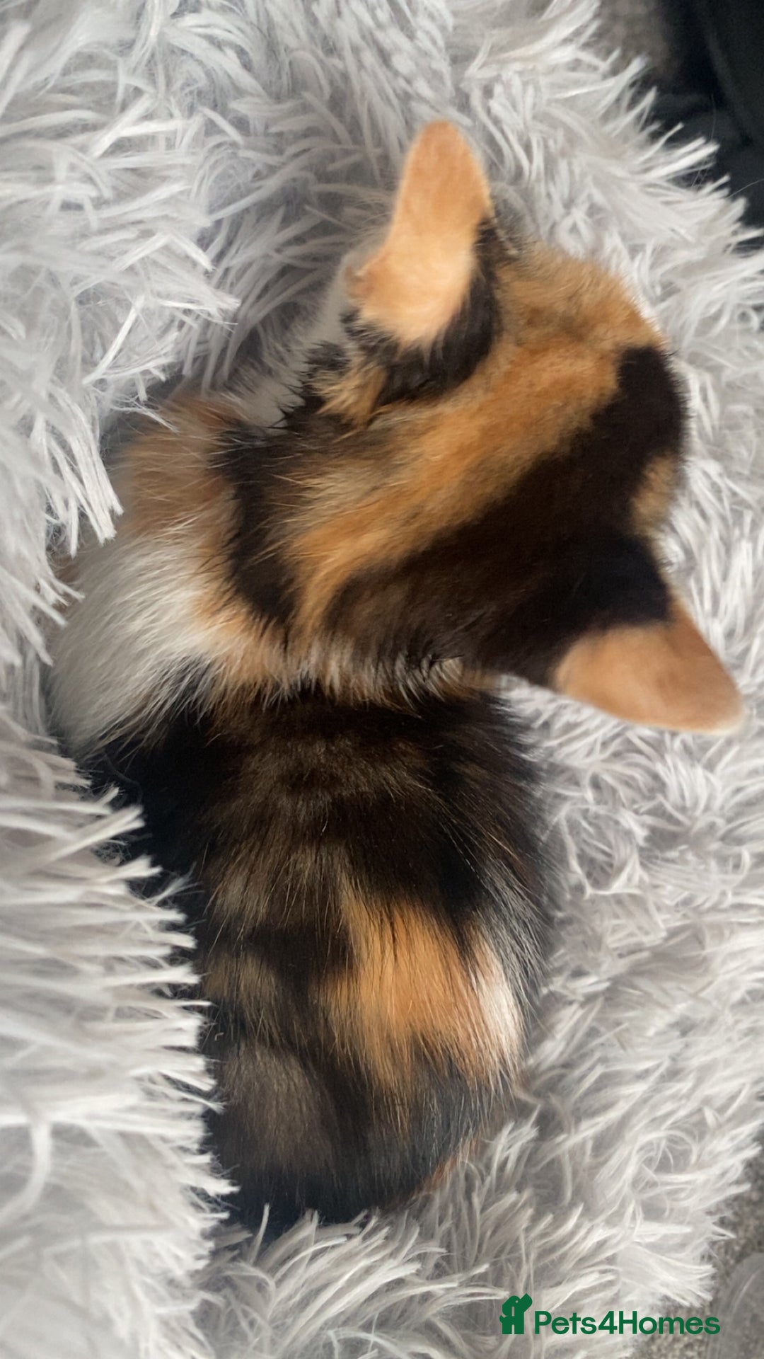 Mixed Breed cats for sale: Cute torti kitten available  - Advert 5