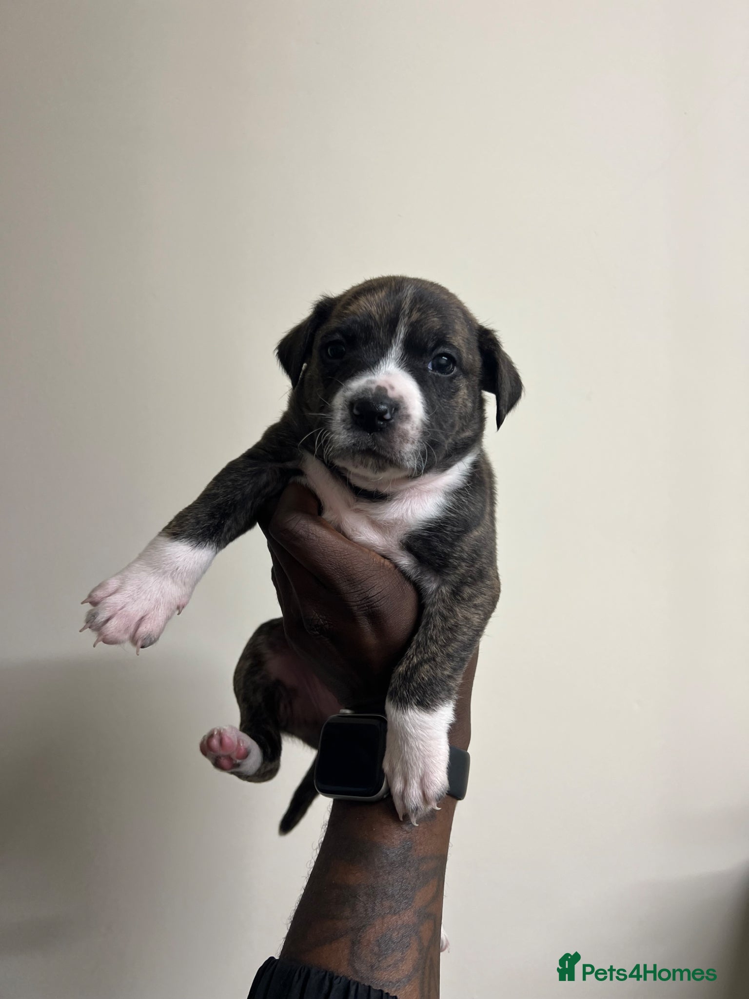 Staffordshire Bull Terrier dogs for sale: Beautiful Staffordshire Bull Terrier Mix Puppies in Manchester - Advert 17