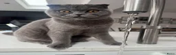 Scottish Fold cats for sale: Scottish Fold kittens  in Dunfermline - Advert 4