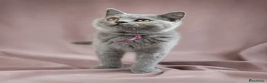 🐾 Pink Collar (Girl)